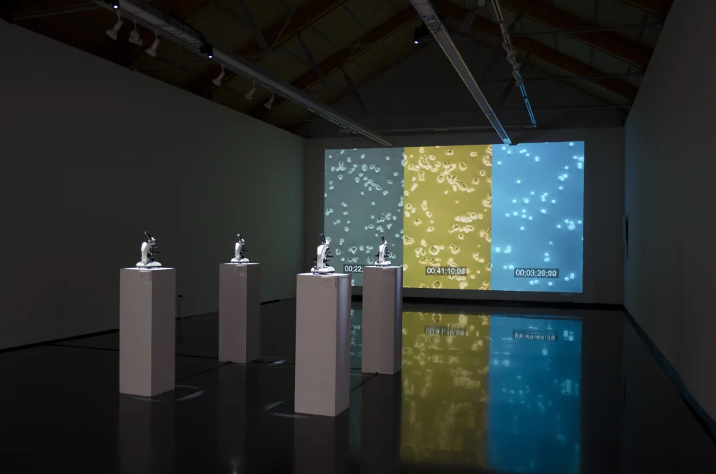 Geno Roots - OPN Studio