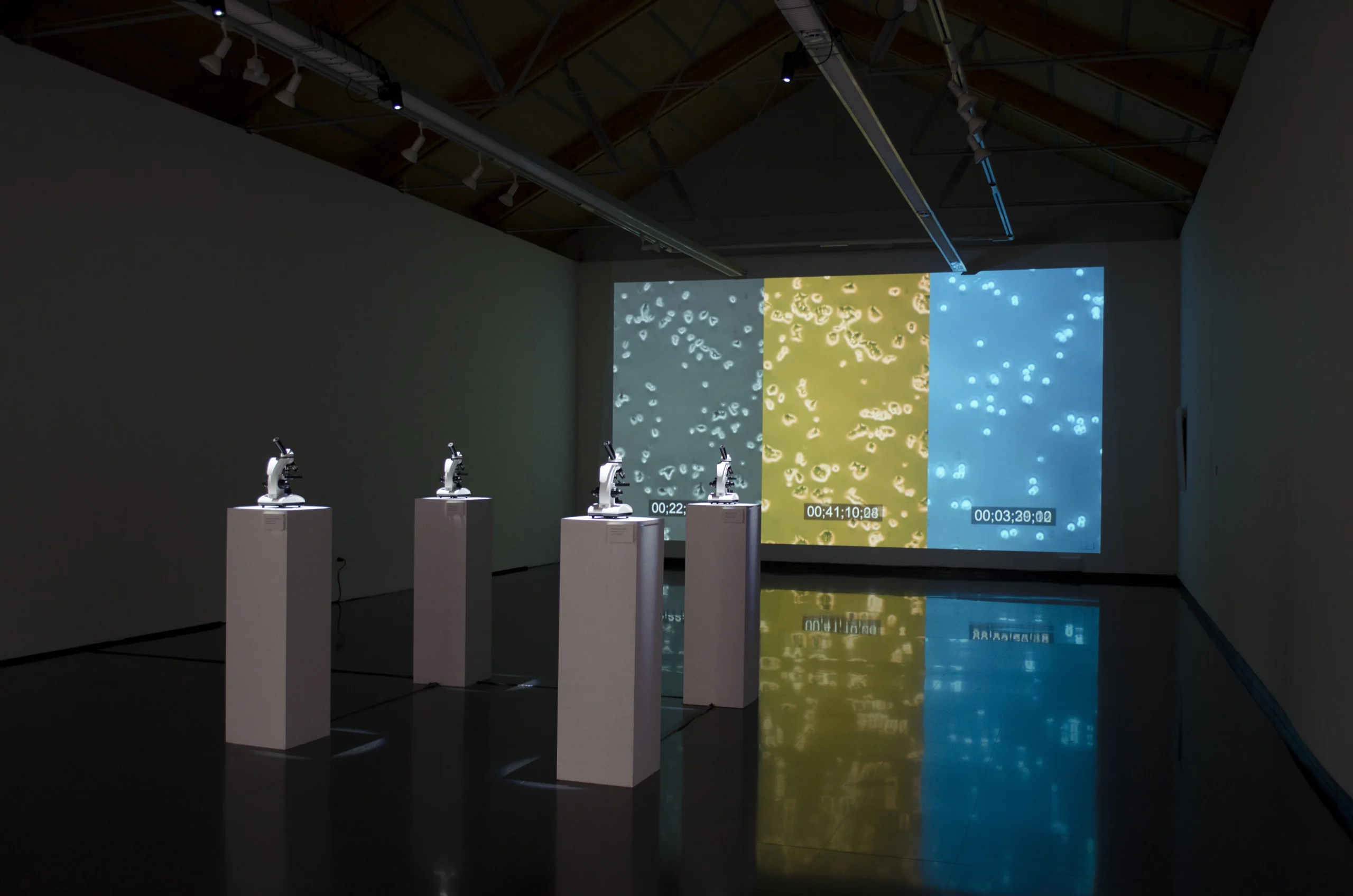 Geno Roots - OPN Studio